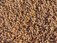 Sorghum Sudangrass Cover Crop Seeds