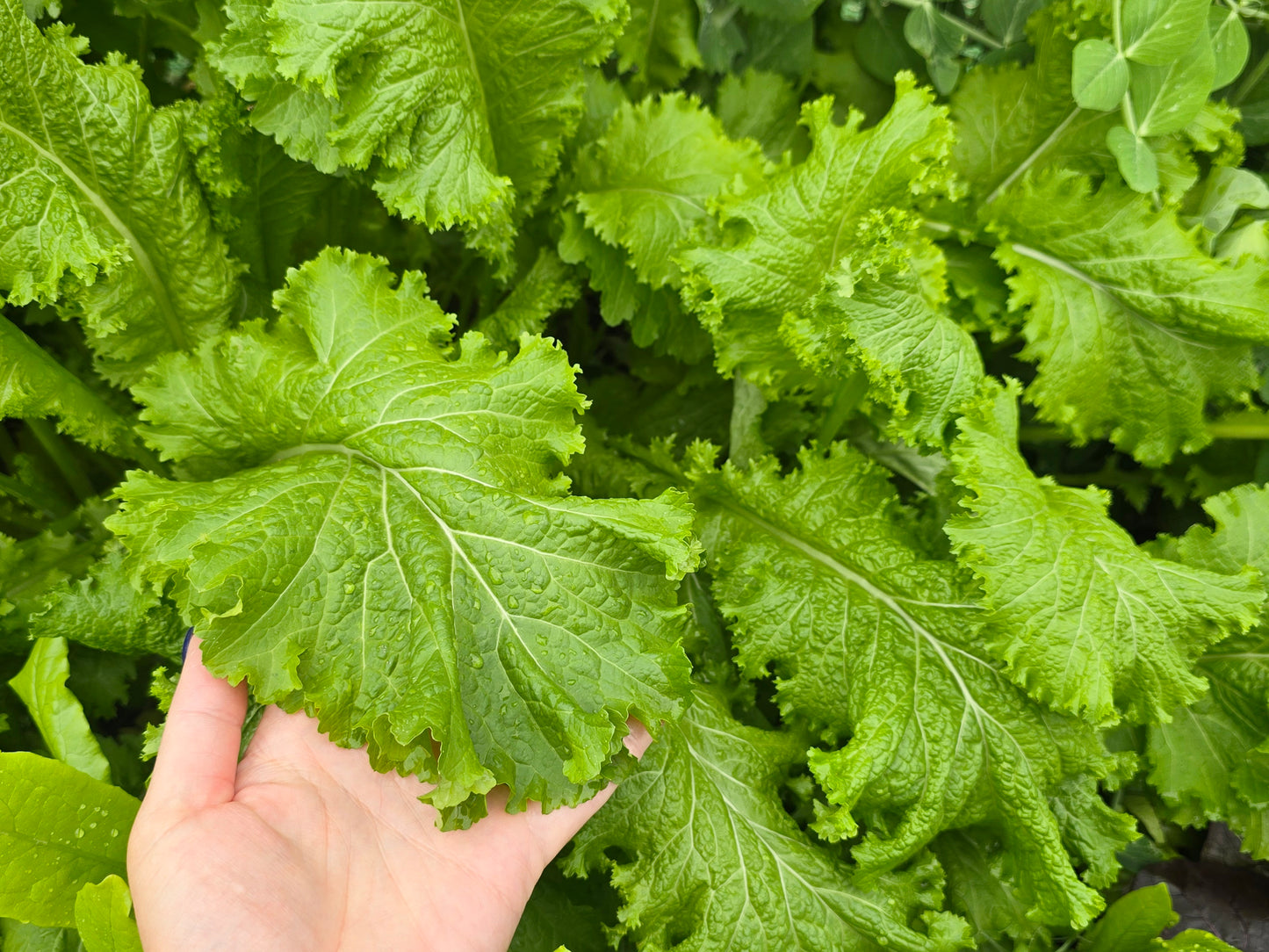 Southern Giant Curled Mustard Seeds