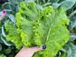 Southern Giant Curled Mustard Seeds