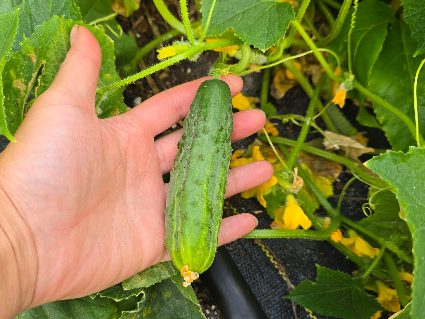 Spacemaster Bush Cucumber Seeds