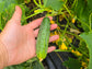 Spacemaster Bush Cucumber Seeds