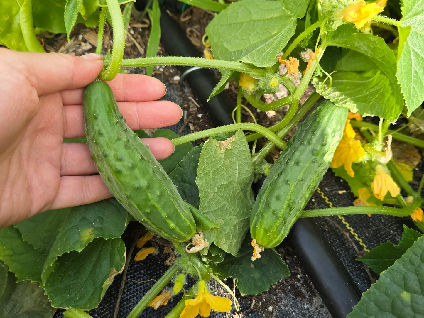 Spacemaster Bush Cucumber Seeds
