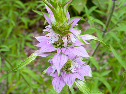 Spotted Bee Balm Flower Seeds