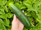 Straight Eight Market Cucumber Seeds