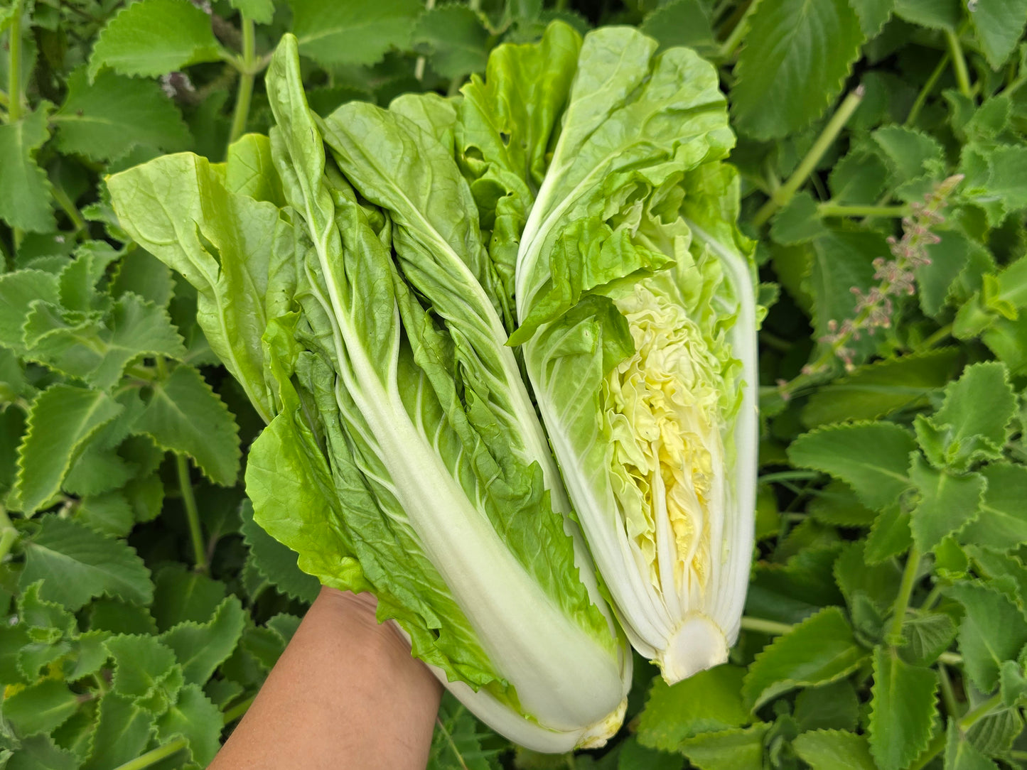 Taiwan Pac Choi Seeds