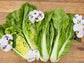 Taiwan Pac Choi Seeds