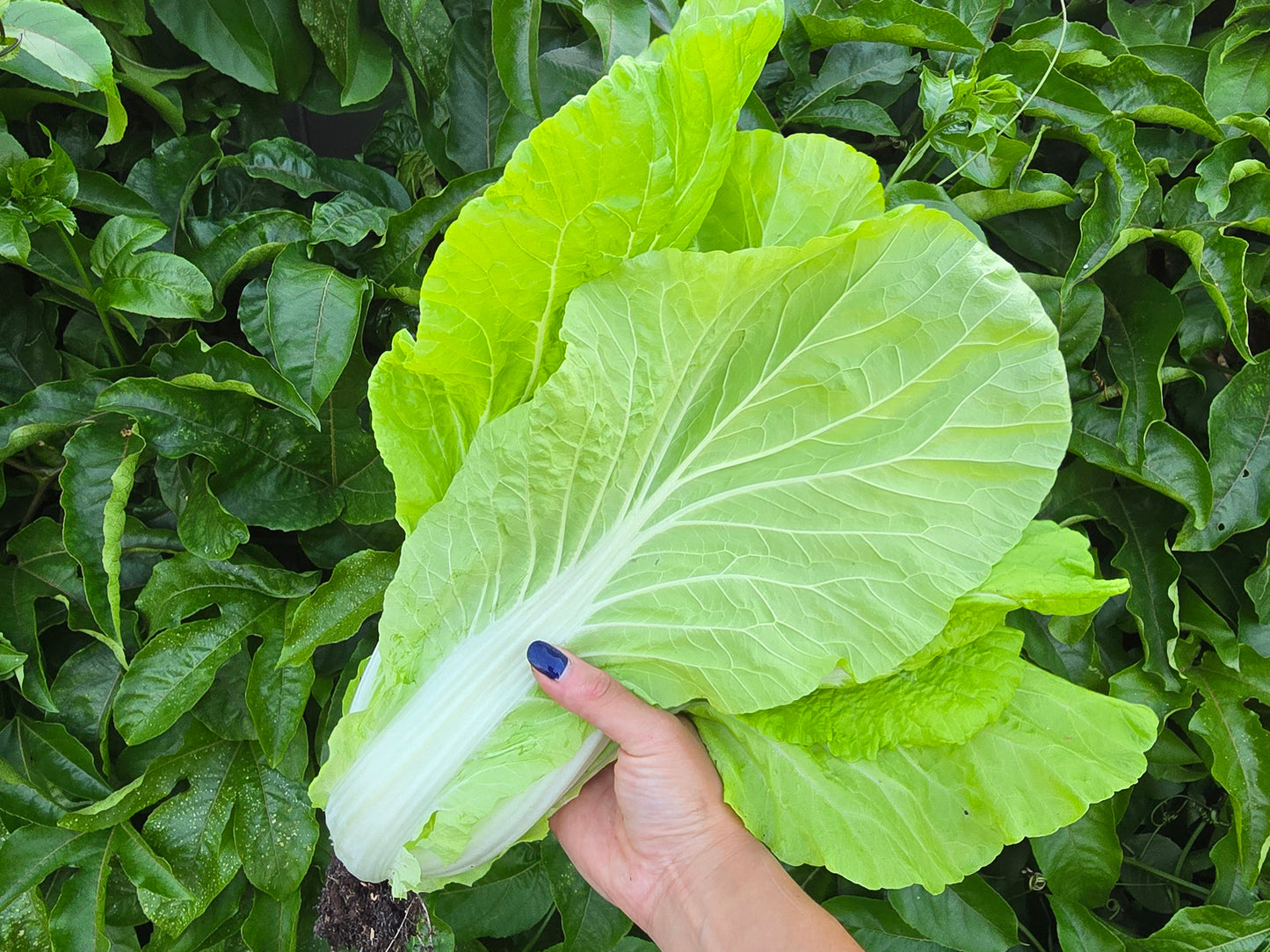 Taiwan Pac Choi Seeds