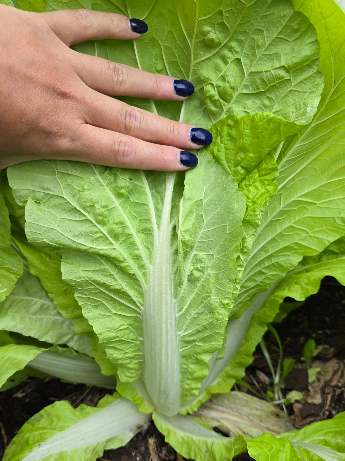 Taiwan Pac Choi Seeds