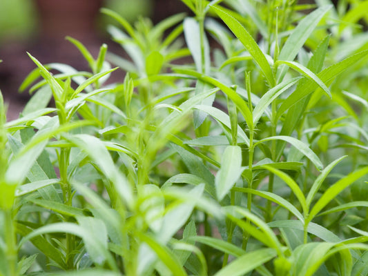 Tarragon Herb Seeds