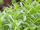 Tarragon Herb Seeds