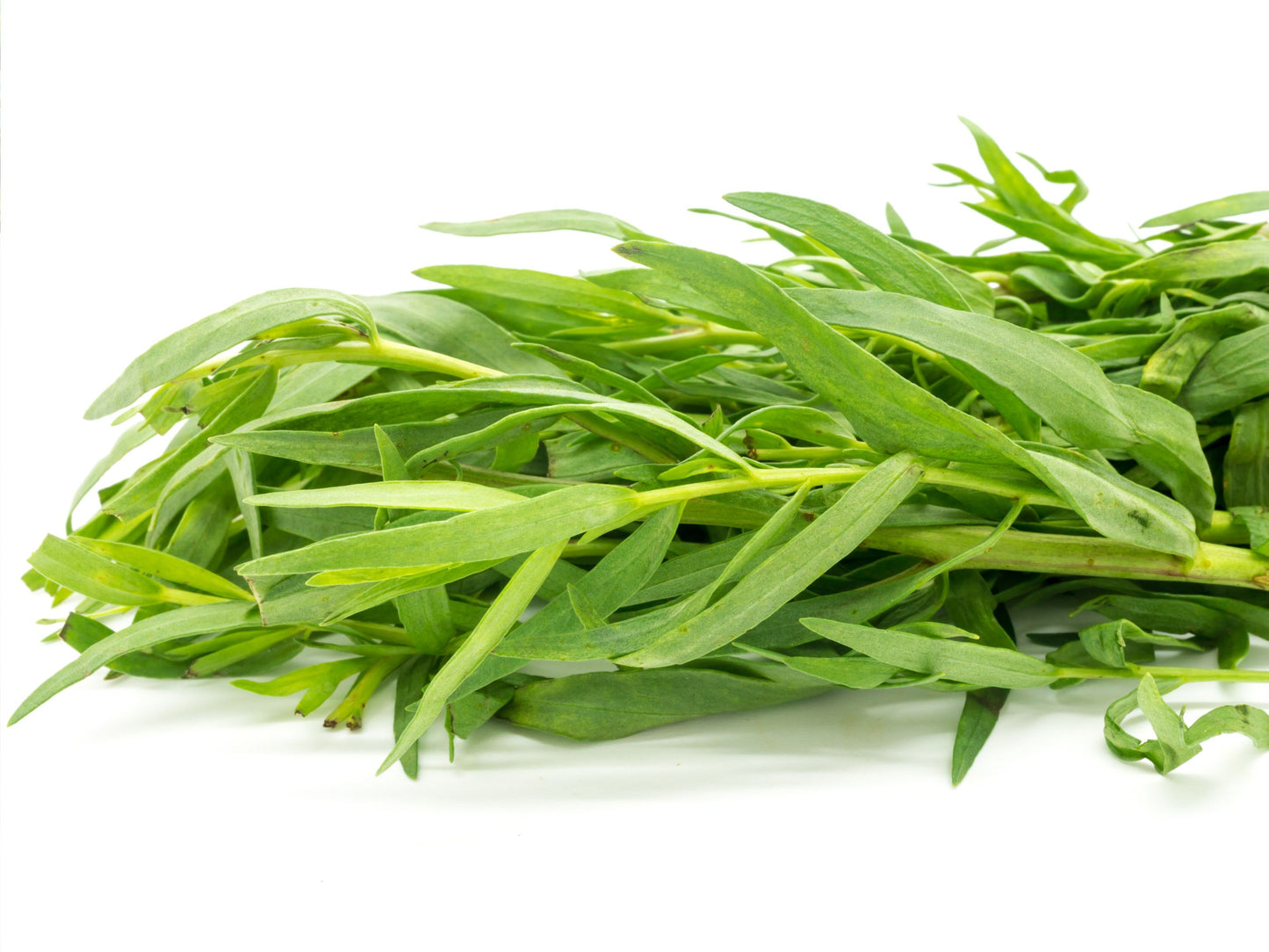 Tarragon Herb Seeds