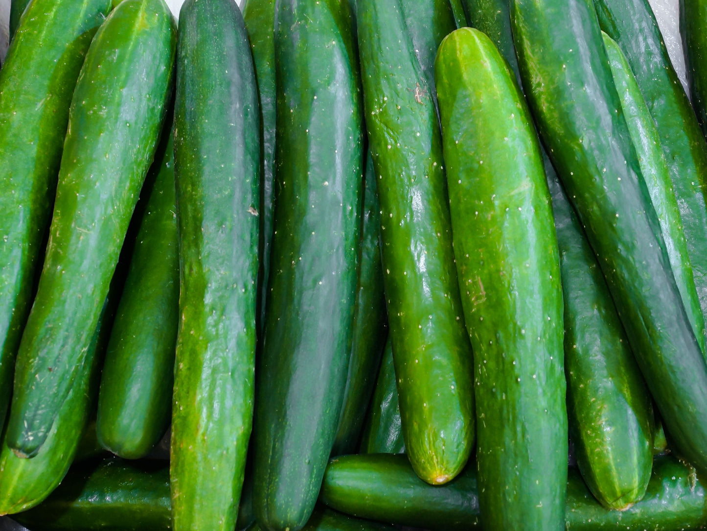 Tasty Emperor F1 Parthenocarpic Japanese Cucumber Seeds