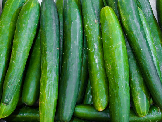 Tasty Emperor F1 Parthenocarpic Japanese Cucumber Seeds