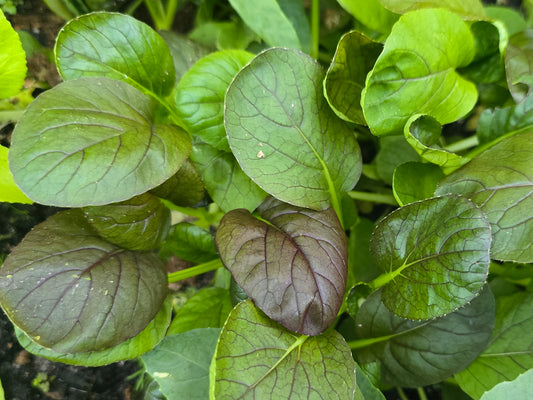 Red Tatsoi Hybrid Asian Mustard Green Seeds