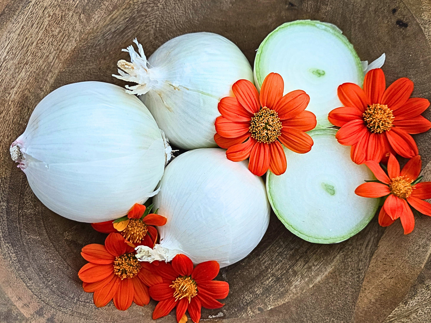 Short Day Sweet Onion LIVE PLANTS Bundles