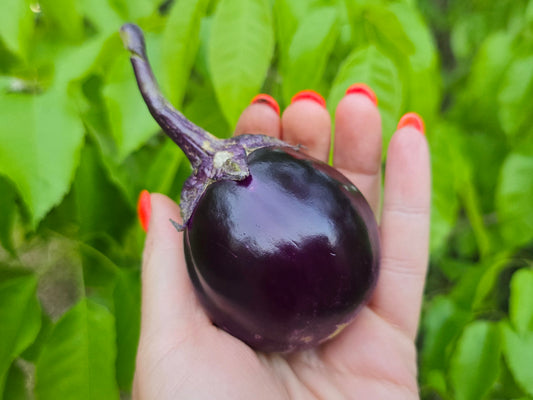 Thai Round Purple Eggplant Seeds