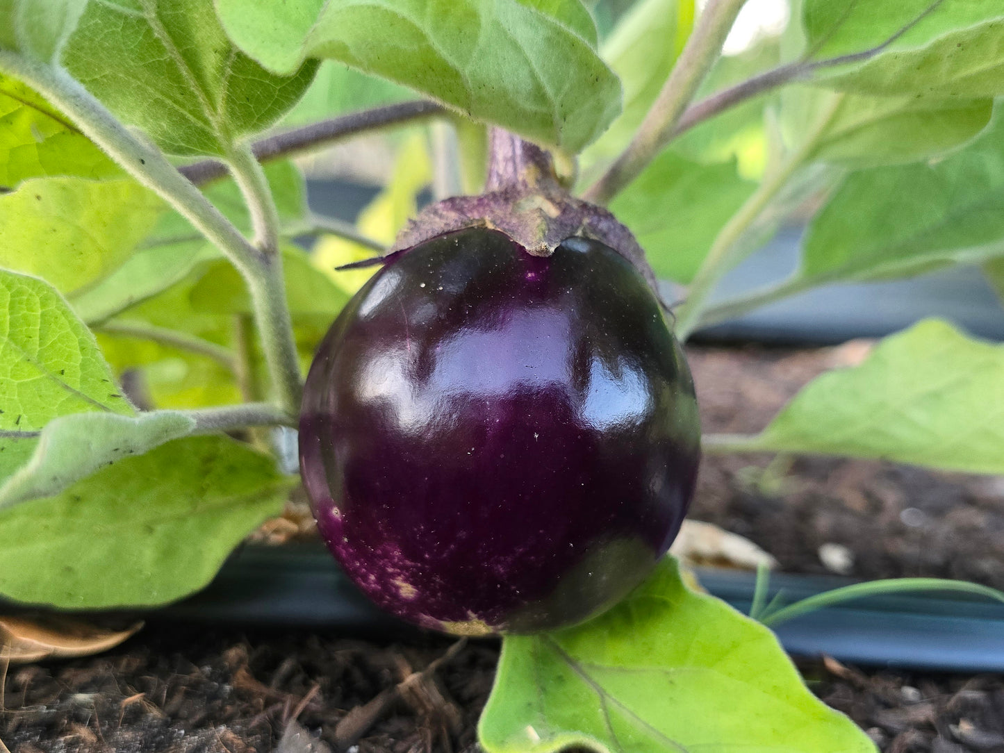 Thai Round Purple Eggplant Seeds
