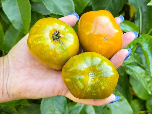 Thorburn's Terra Cotta Heirloom Tomato Seeds
