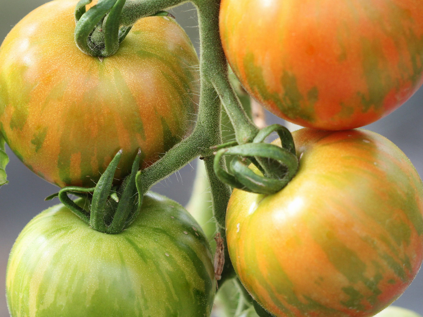 Tigerella Cherry Tomato Seeds