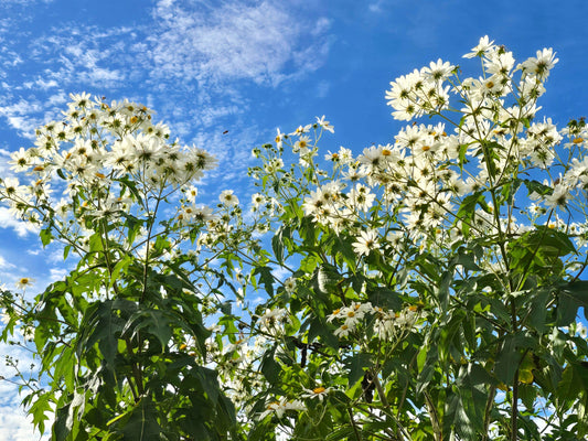 Chocolate-Scented Tree Daisy LIVE Plant