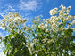 Chocolate-Scented Tree Daisy LIVE Plant