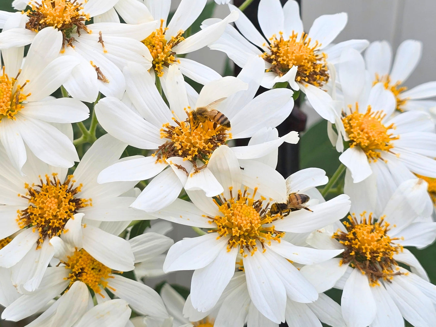 Chocolate-Scented Tree Daisy LIVE Plant