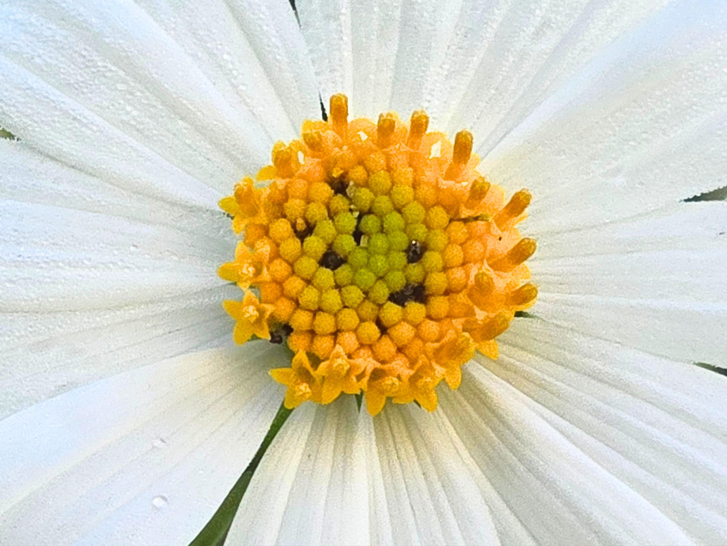 Chocolate-Scented Tree Daisy LIVE Plant