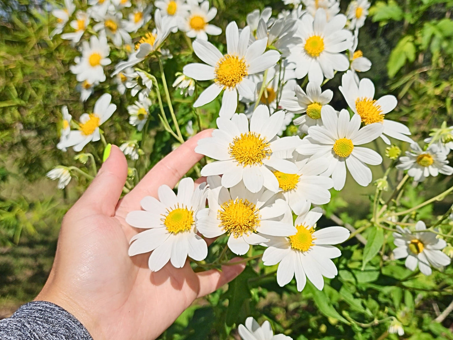 Chocolate-Scented Tree Daisy LIVE Plant