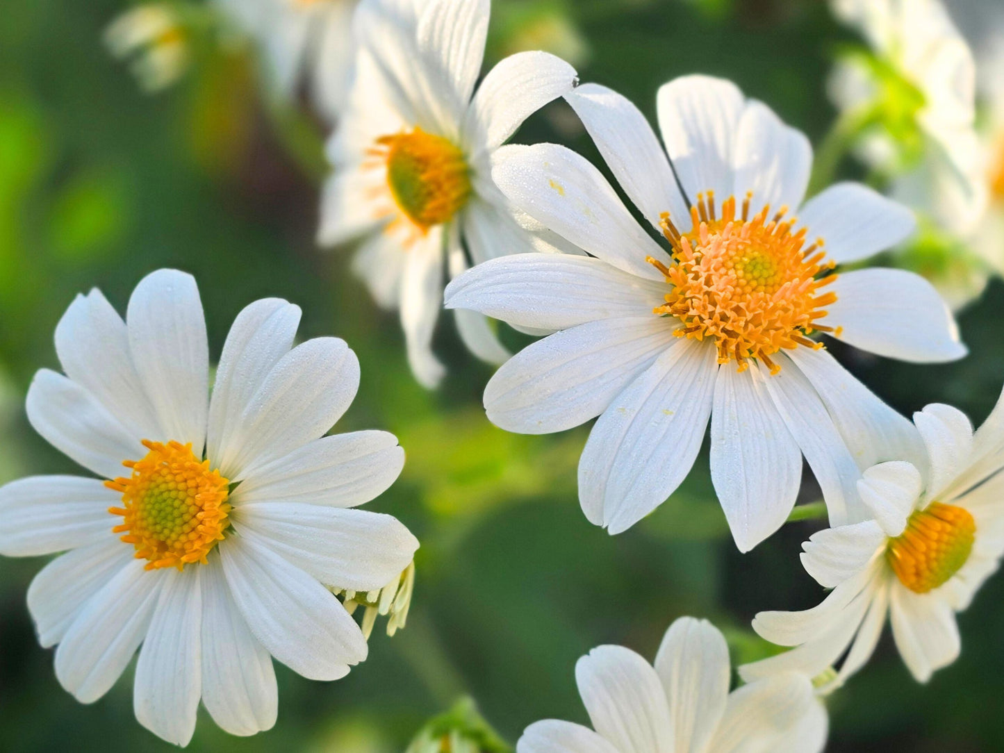 Chocolate-Scented Tree Daisy LIVE Plant