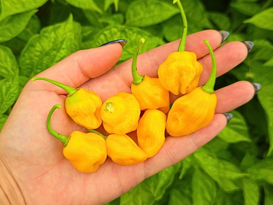 Trinidad Perfume Tropical Hot Pepper Seeds