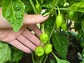 Trinidad Perfume Tropical Mild Hot Pepper Seeds
