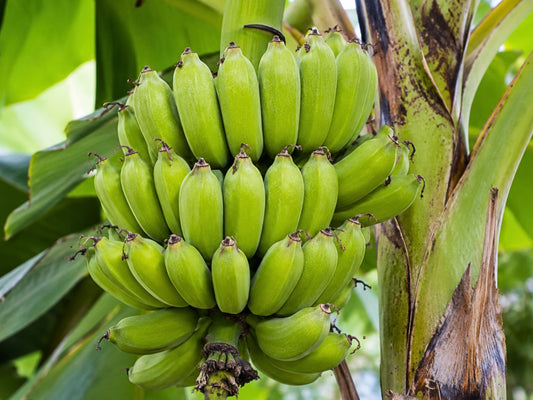 Veinte Cohol Banana Starter Plant