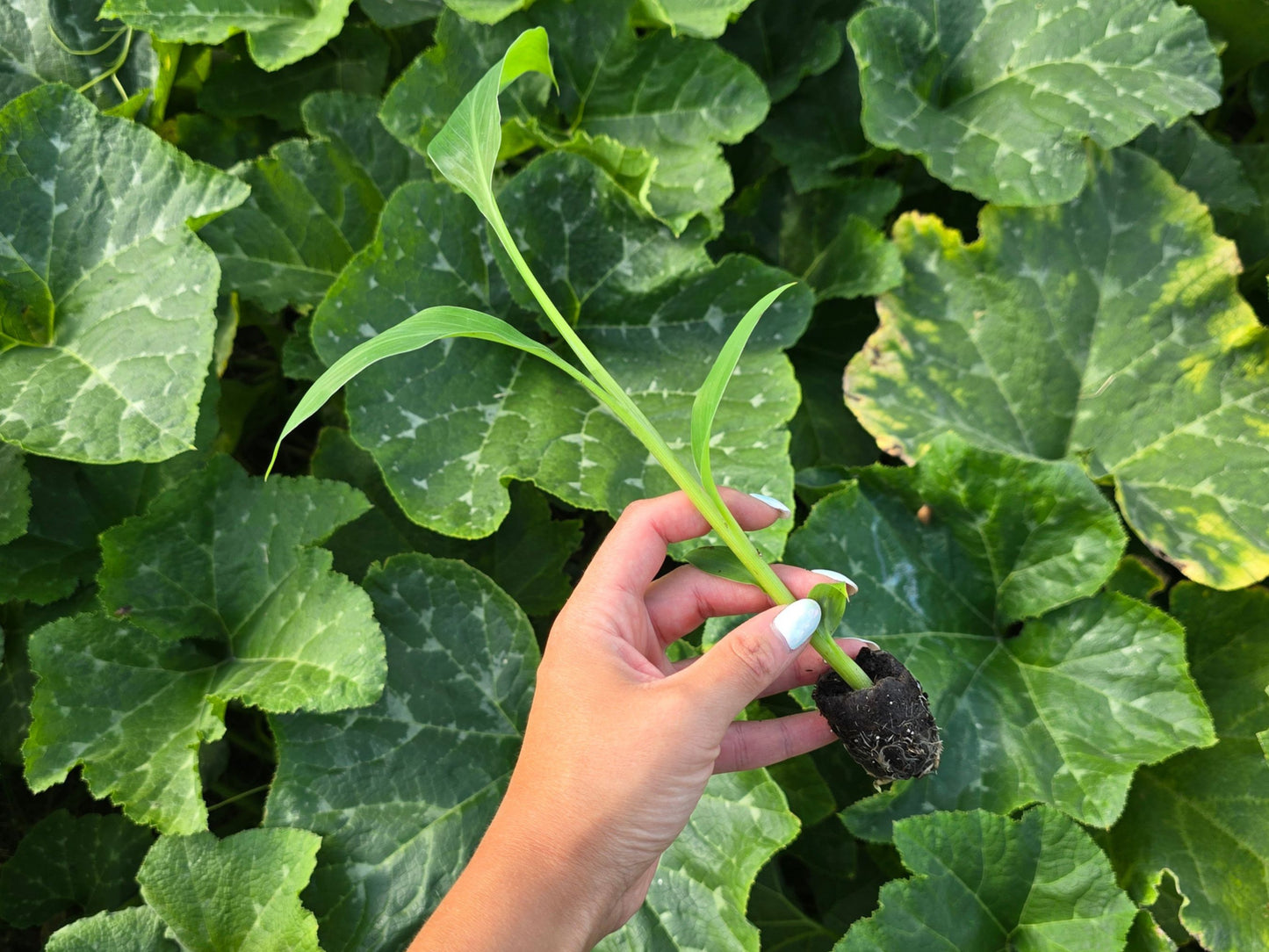 Veinte Cohol Banana Starter Plant