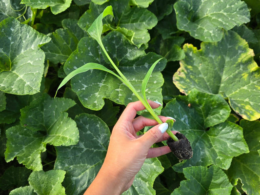 Veinte Cohol Banana Starter Plant