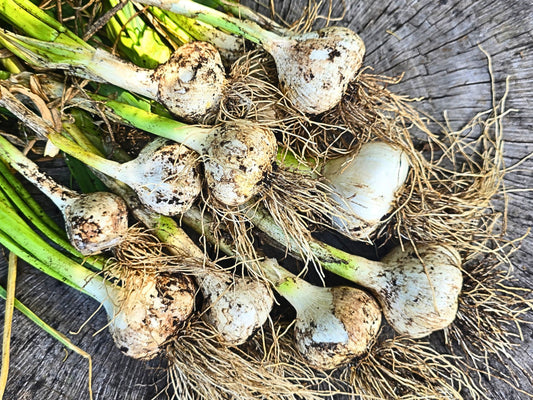 🧄 PRESALE – Vietnamese Purple & Elephant Garlic | Ships September 2026 | Grow Your Own Gourmet Garlic