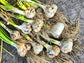 🧄 PRESALE – Vietnamese Purple & Elephant Garlic | Ships September 2026 | Grow Your Own Gourmet Garlic