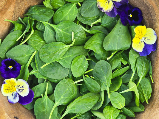 Viroflay Smooth Spinach Seeds