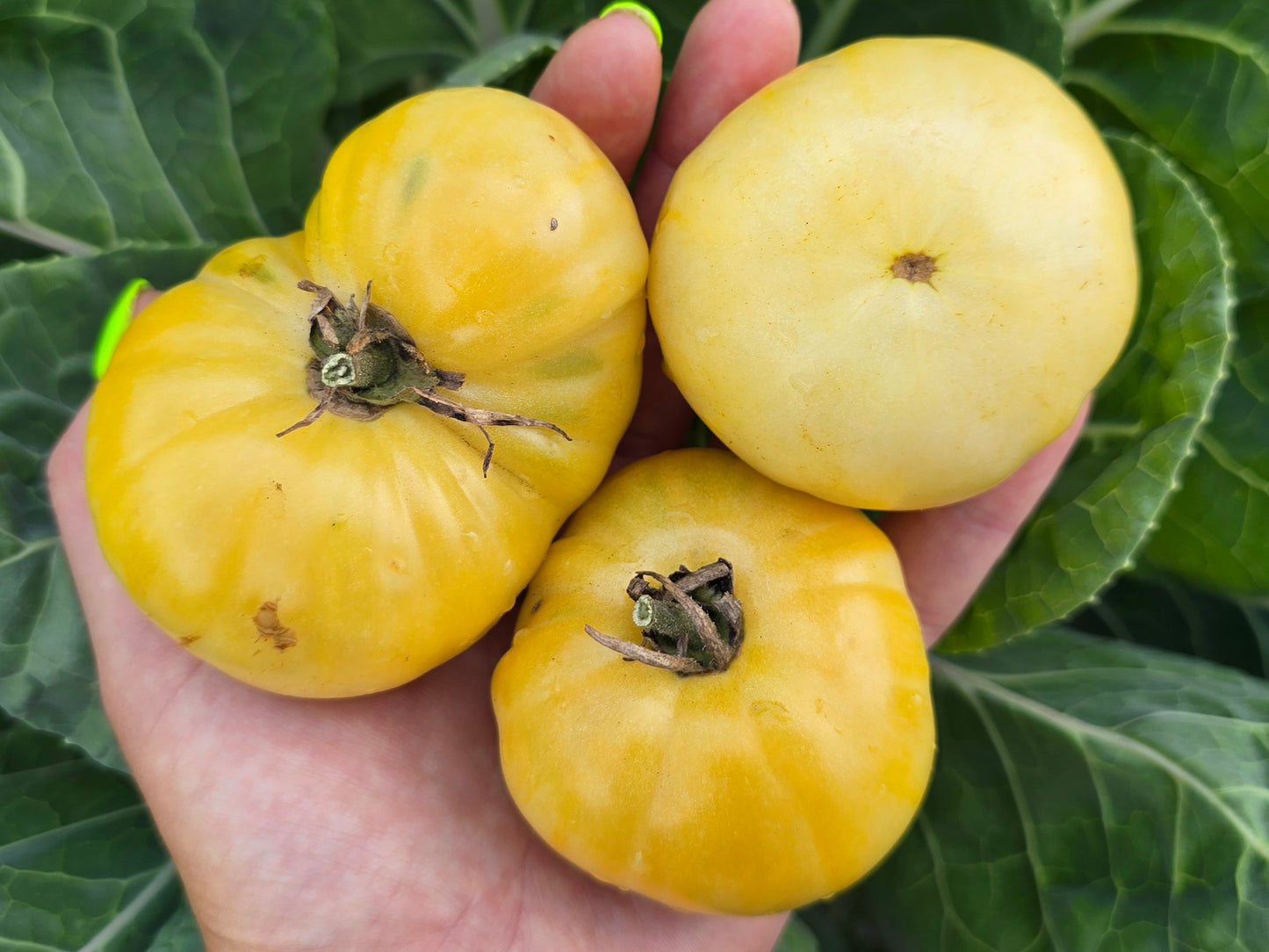 White Queen Tomato Seeds