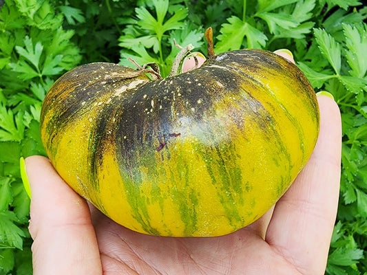 Xanadu Green Goddess Tomato