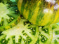 Xanadu Green Goddess Tomato