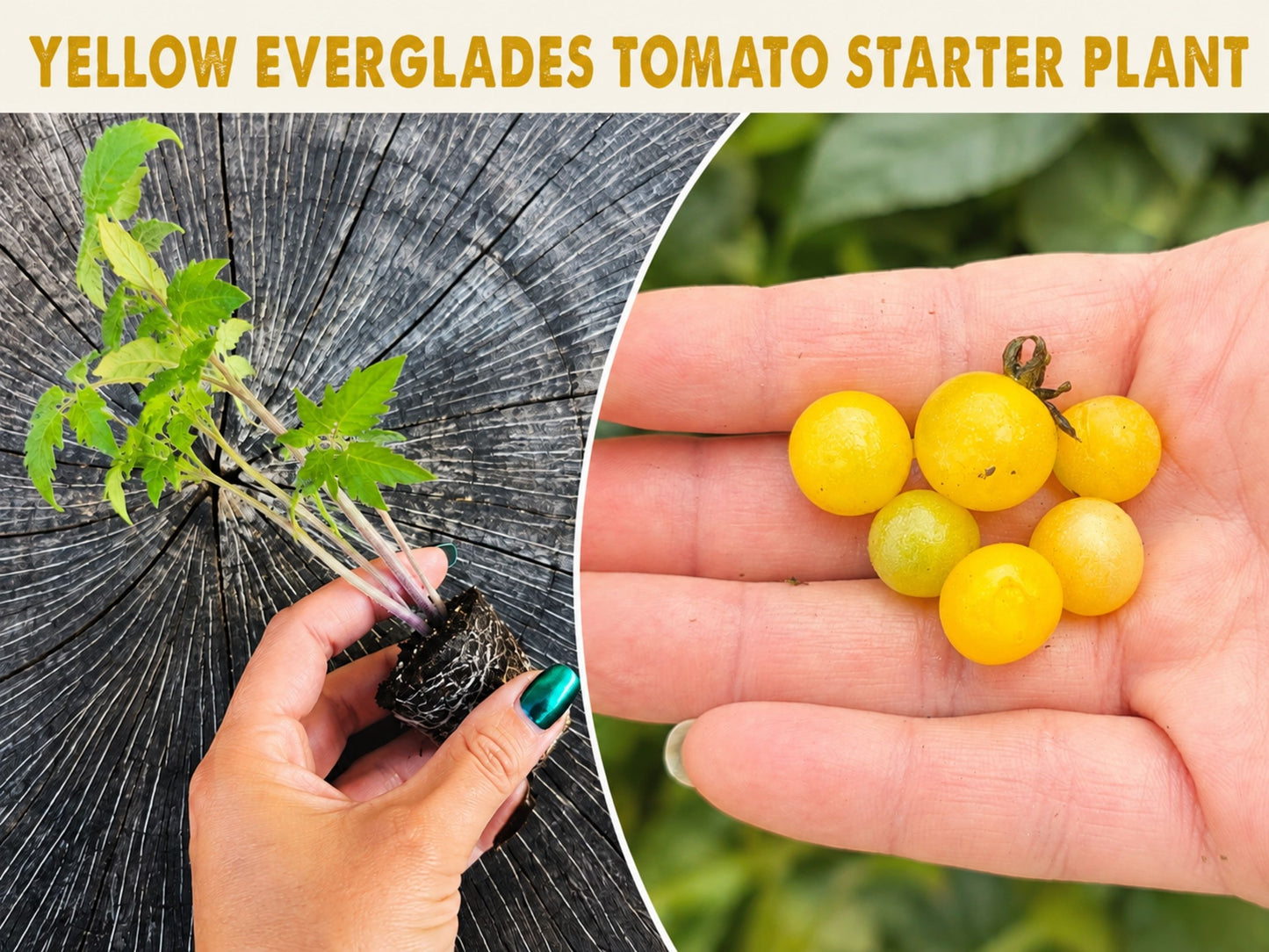 Starter Plant for YELLOW Everglades Tomato