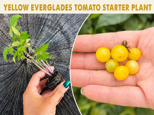 Starter Plant for YELLOW Everglades Tomato