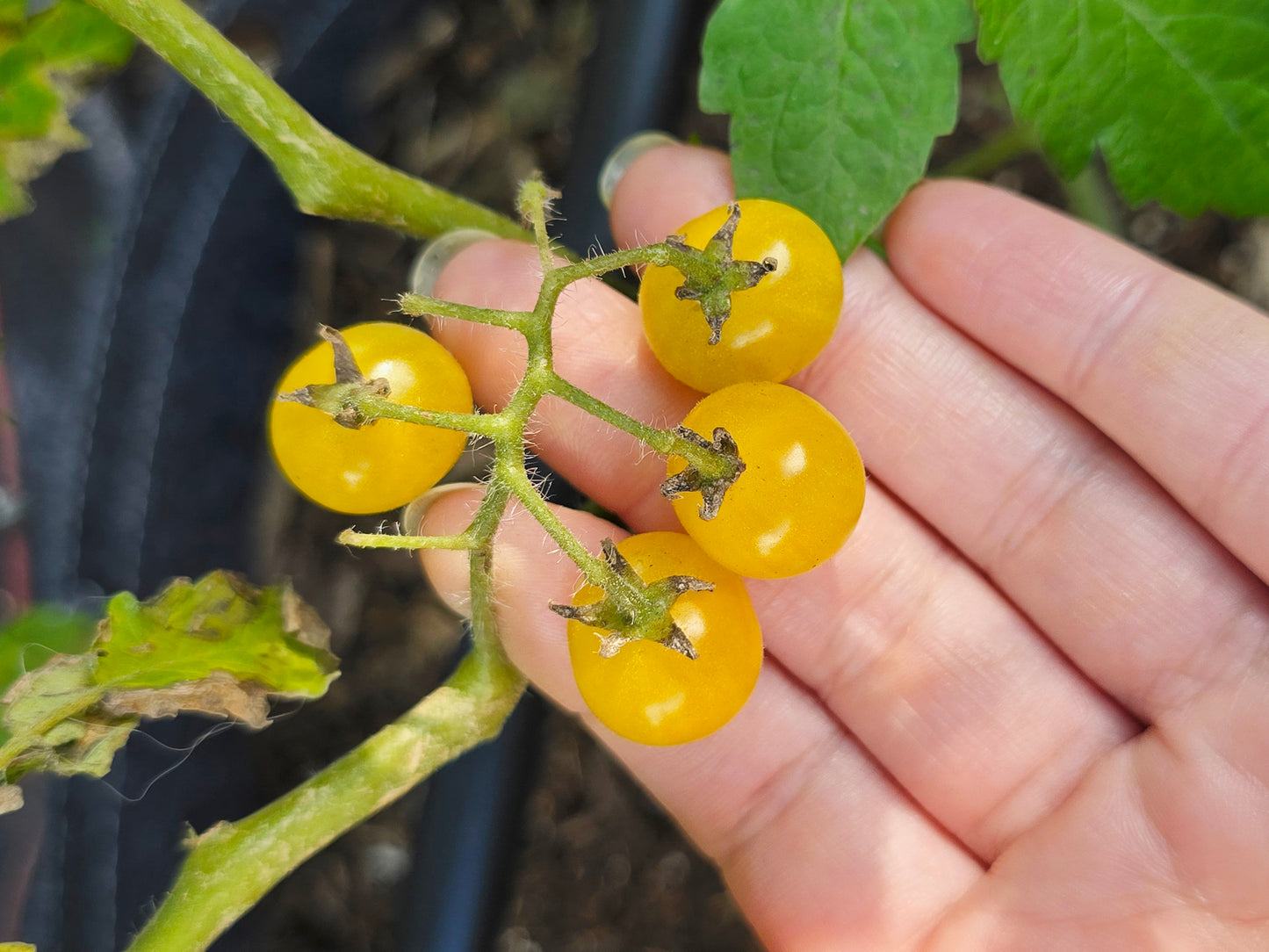 Yellow Everglades Tomato Seeds