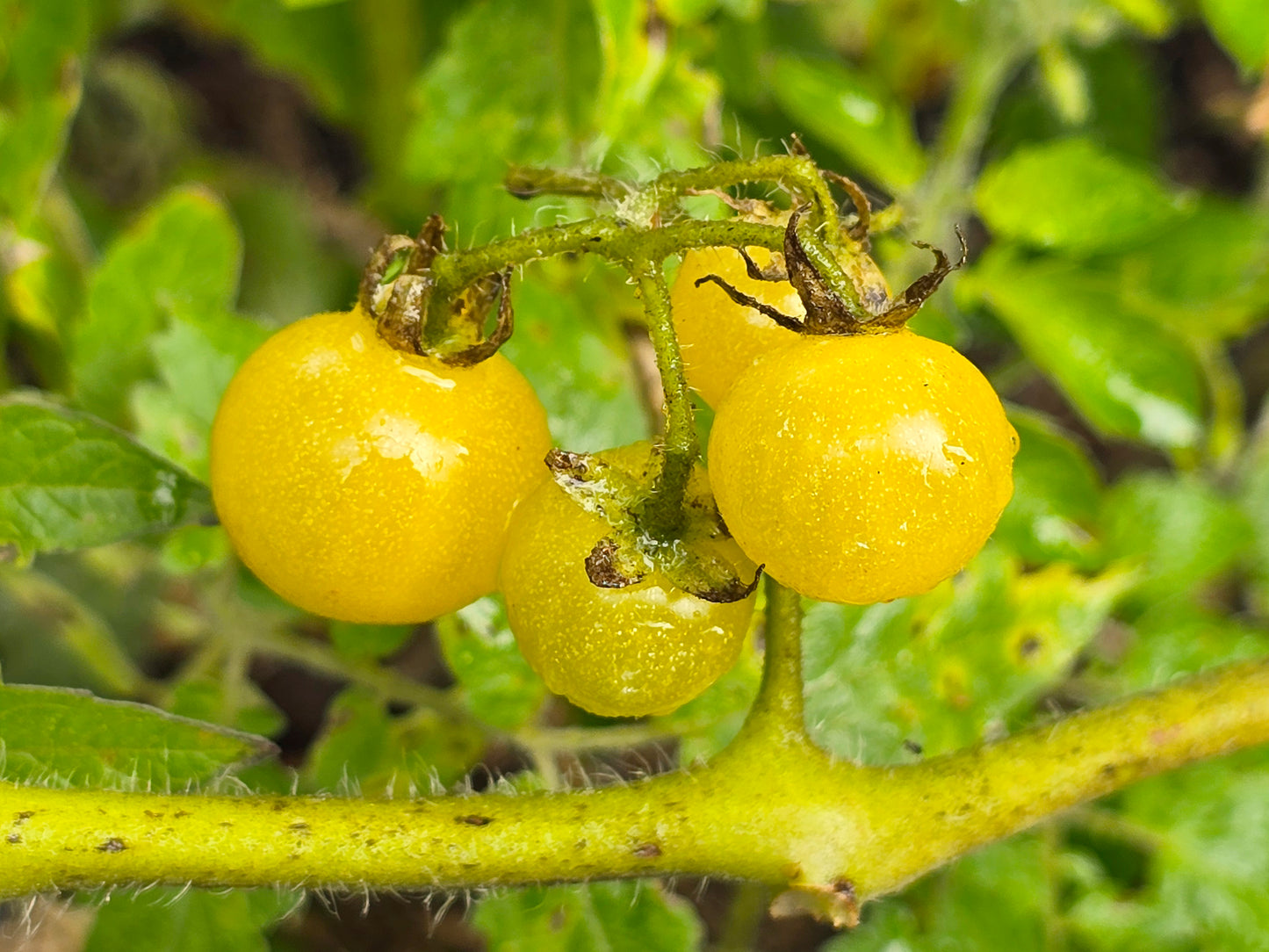 Yellow Everglades Tomato Seeds