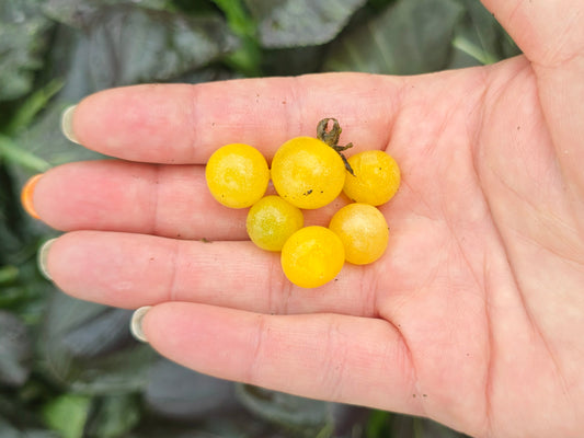 Starter Plant for YELLOW Everglades Tomato