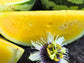 Yellow Petite Watermelon Seeds
