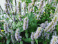 Agastache Korean Mint Flower Seeds
