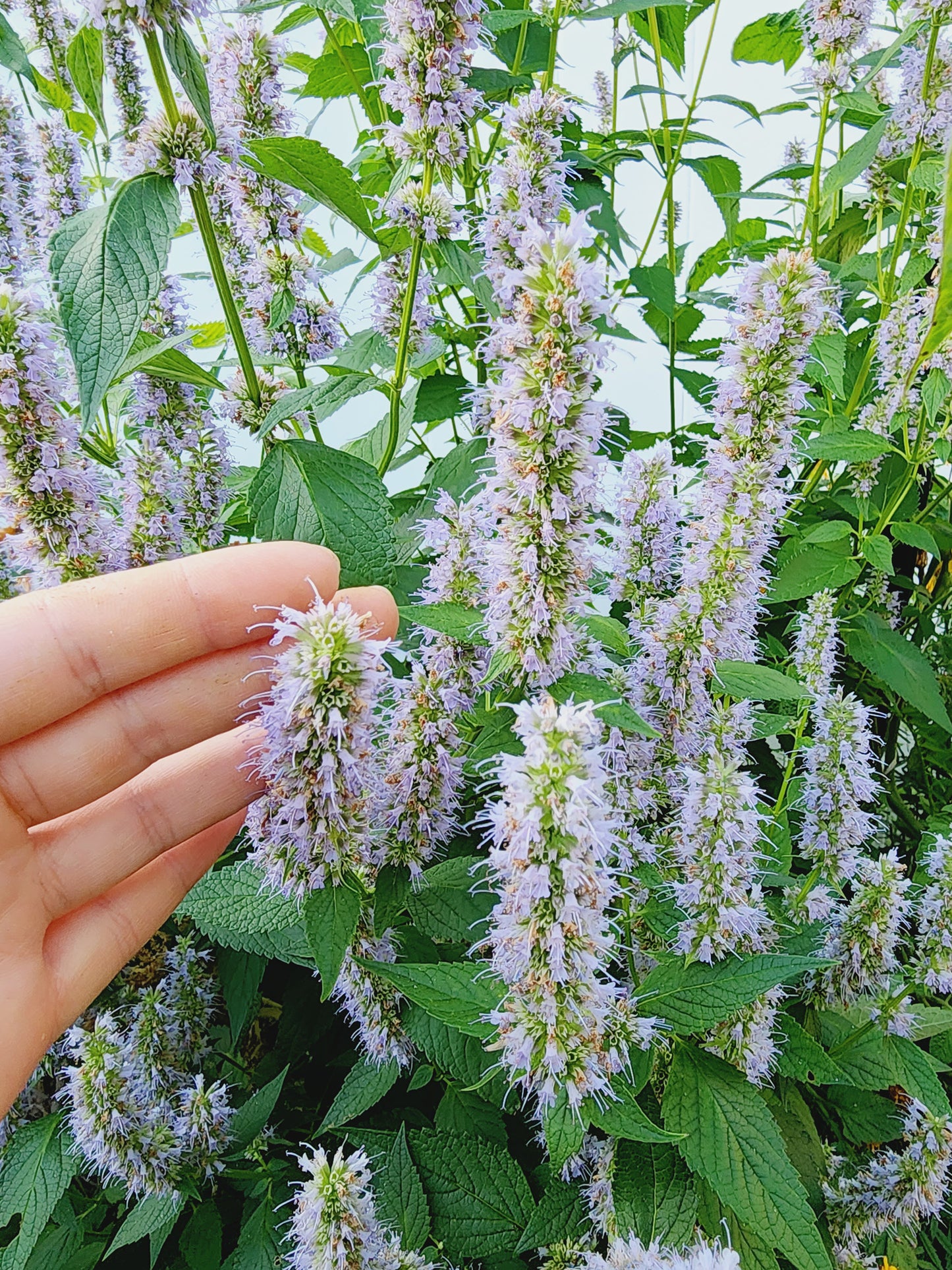 Agastache Korean Mint Flower Seeds