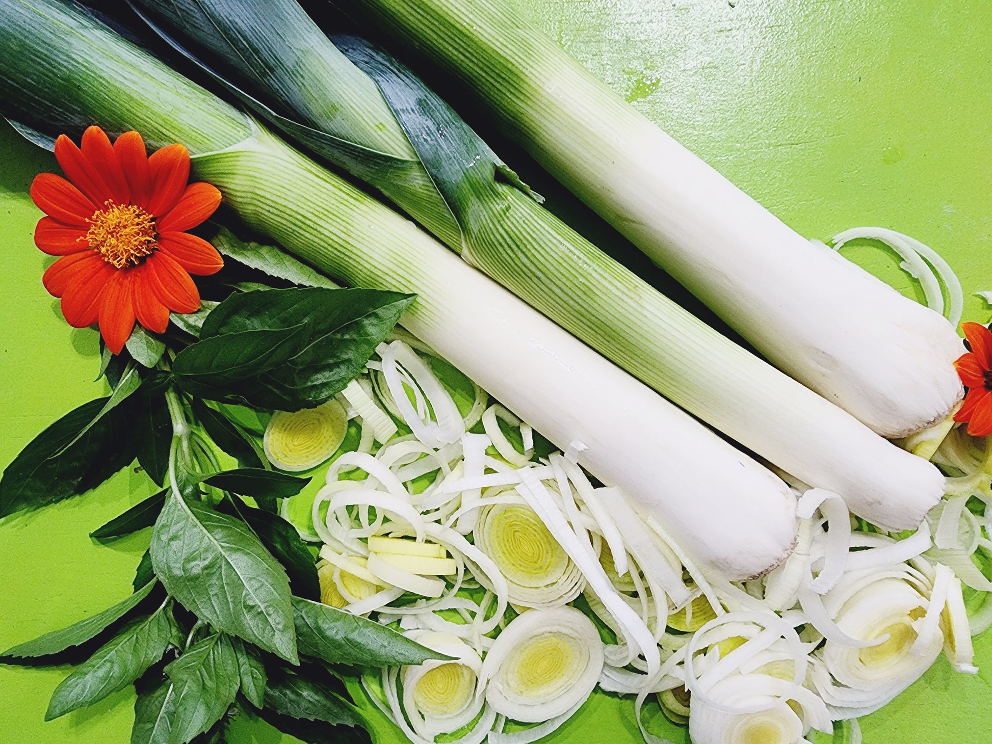 plant leek seeds Large American Flag Leek Seeds