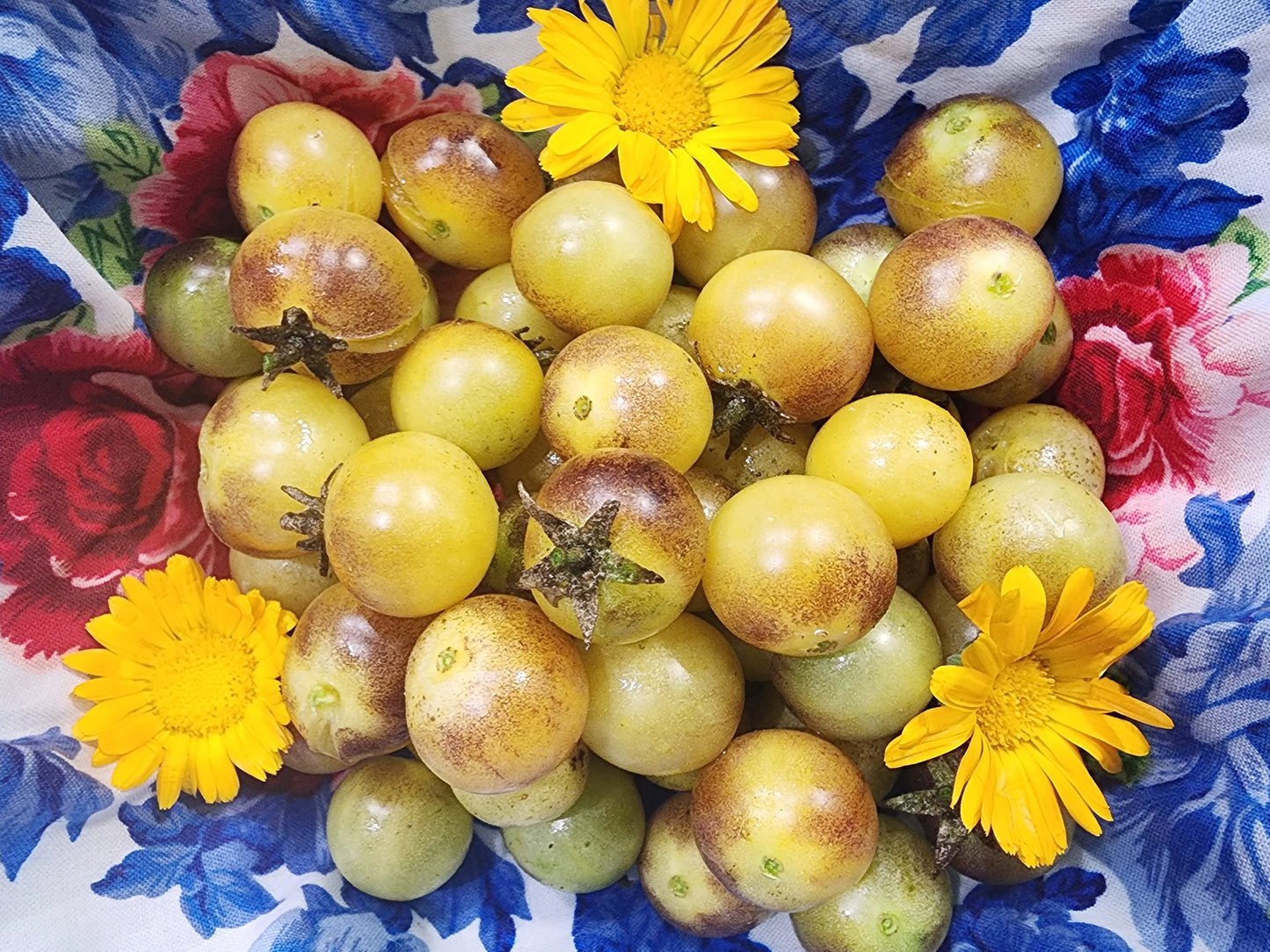 Amethyst Cream Yellow & Purple Cherry Tomato Seeds